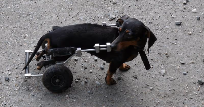 Assurance pour chien handicapé