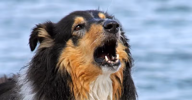 Chien qui aboie