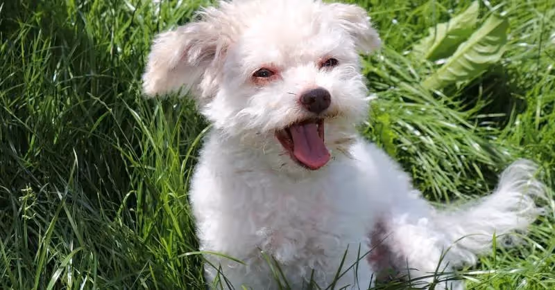 Les chiens qui aboient le moins