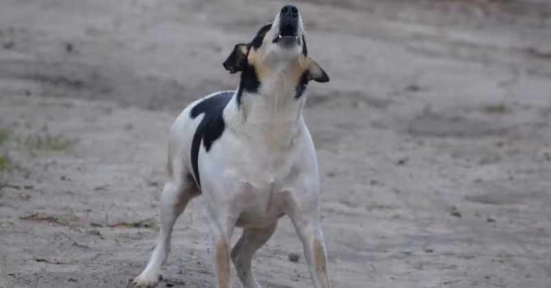 Chien du voisin qui aboie