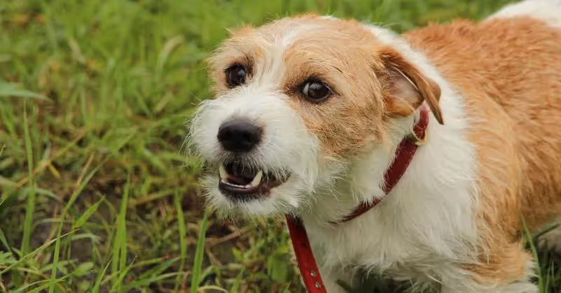 Chien qui aboie contre une personne