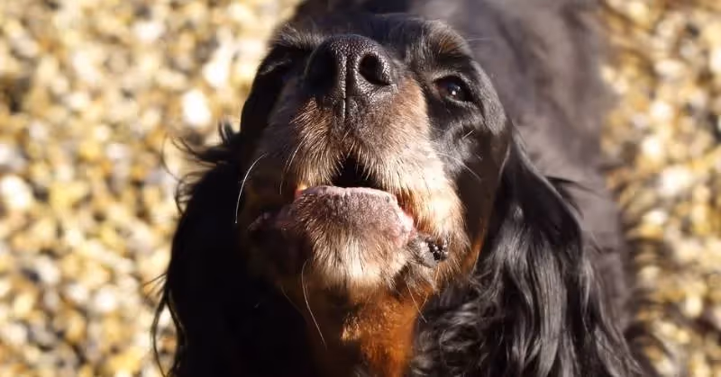 Chien qui aboie et qui a peur