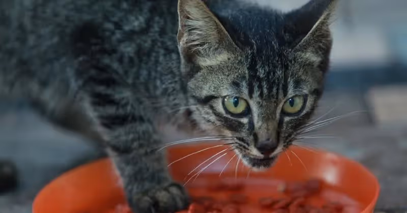 Croquettes pour chat Royal Canin