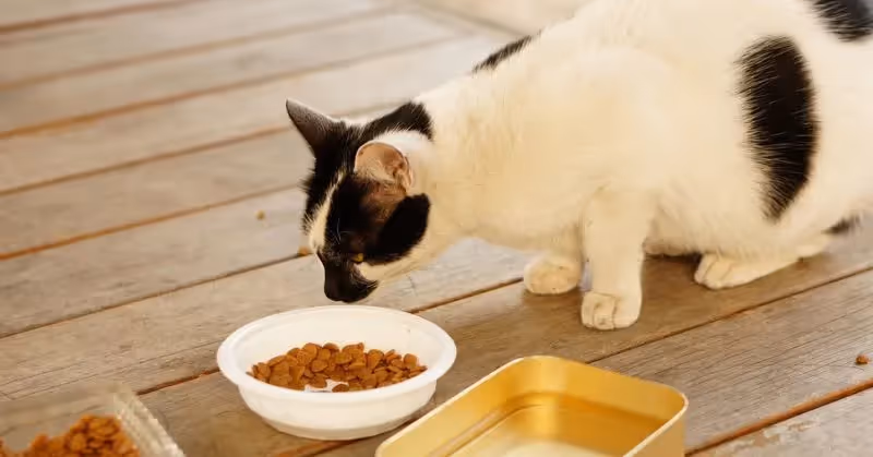Croquettes pour chat Royal Canin