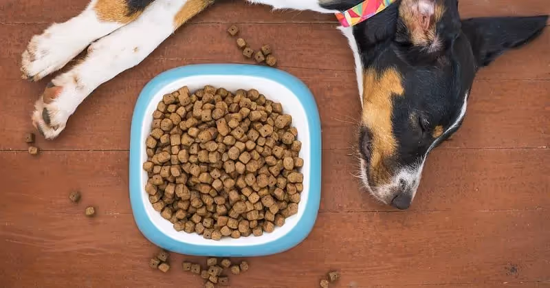 Croquettes pour chien Royal Canin