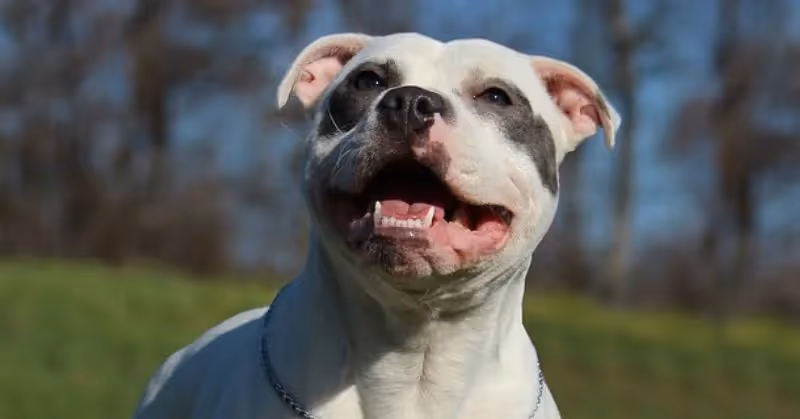 Chien Staffie