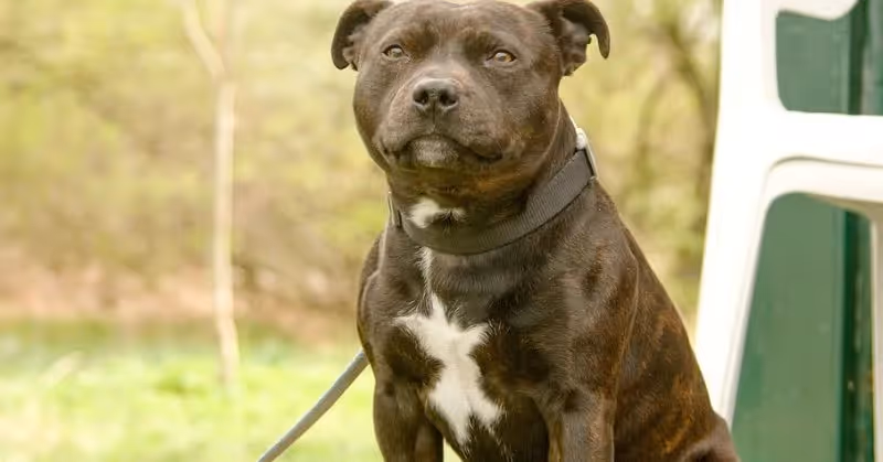 Un chien Staffie