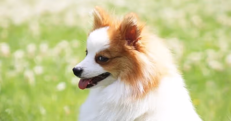 Spitz allemand