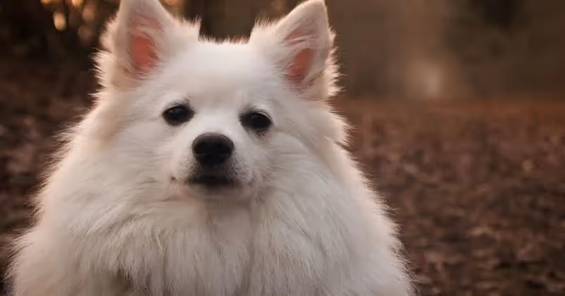 Un Spitz allemand