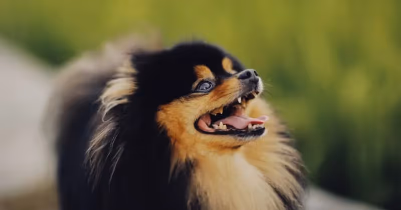 Le Spitz allemand