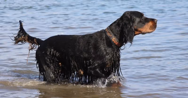Chien Setter Gordon