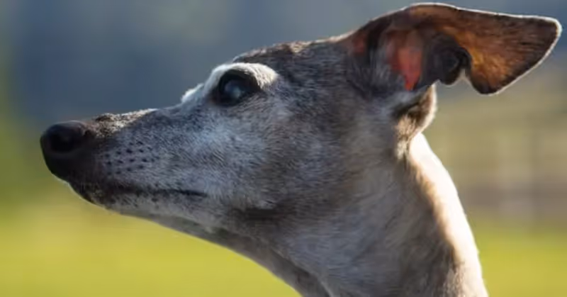Chien Petit Lévrier italien