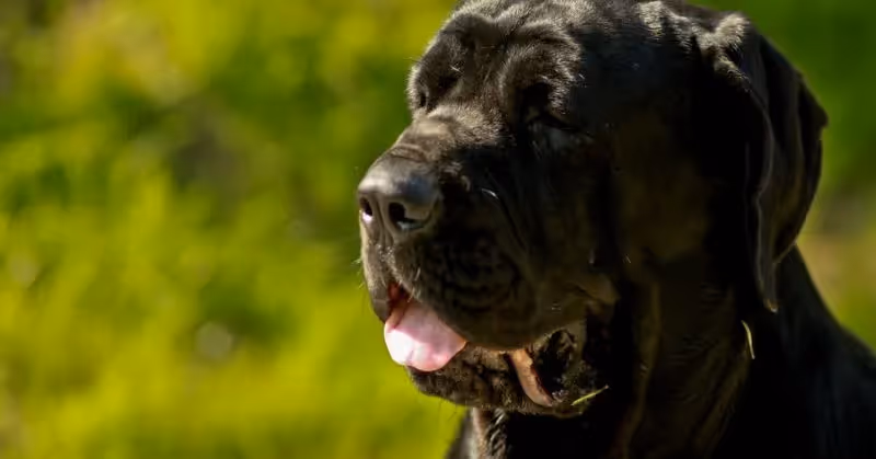 Croquettes pour chien Mâtin napolitain - Mâtin de Naples