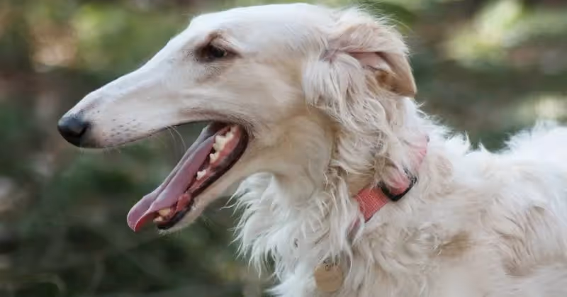 Croquettes pour chien Barzoï