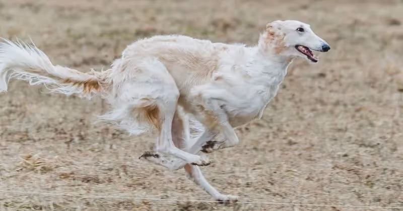 Croquettes pour chien idéales pour Barzoï