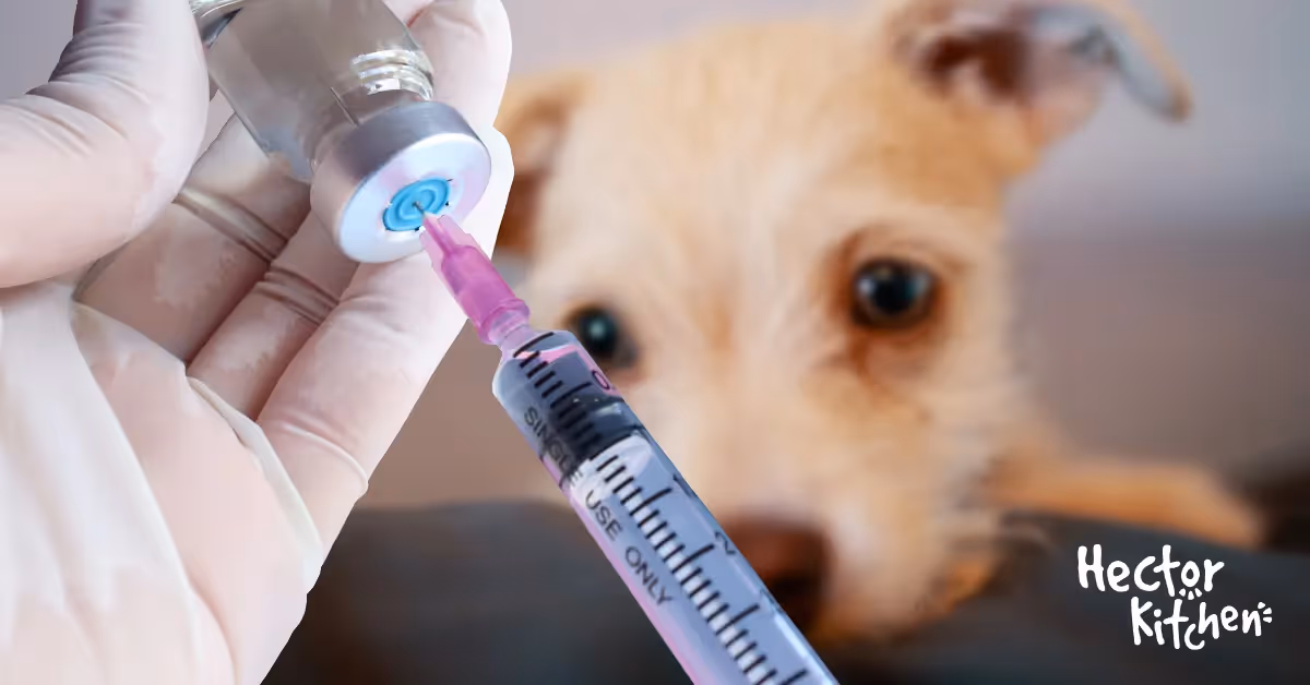 Quels Sont les Vaccins Obligatoires pour les Chiens en 2025 ?