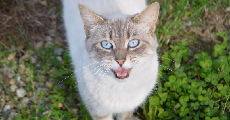 Un chat qui miaule