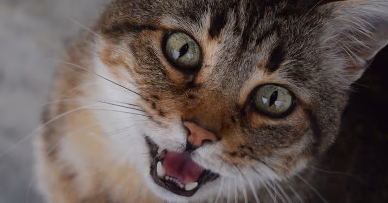 Miaulement chez le chat