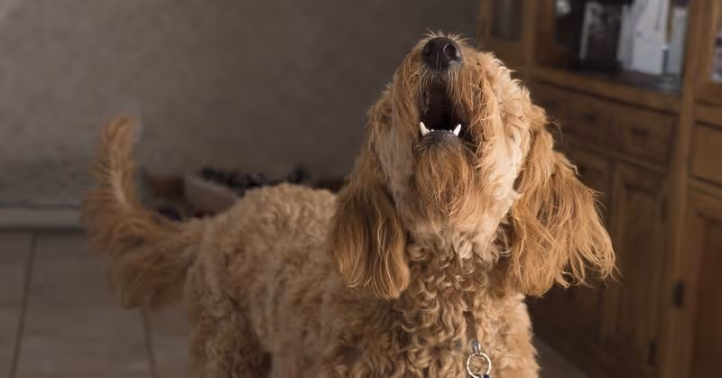 Chien qui aboie car il s'ennuie
