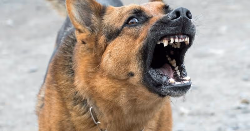 Collier anti aboiement pour chien