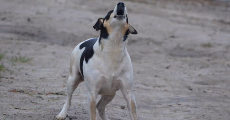 Chien du voisin qui aboie