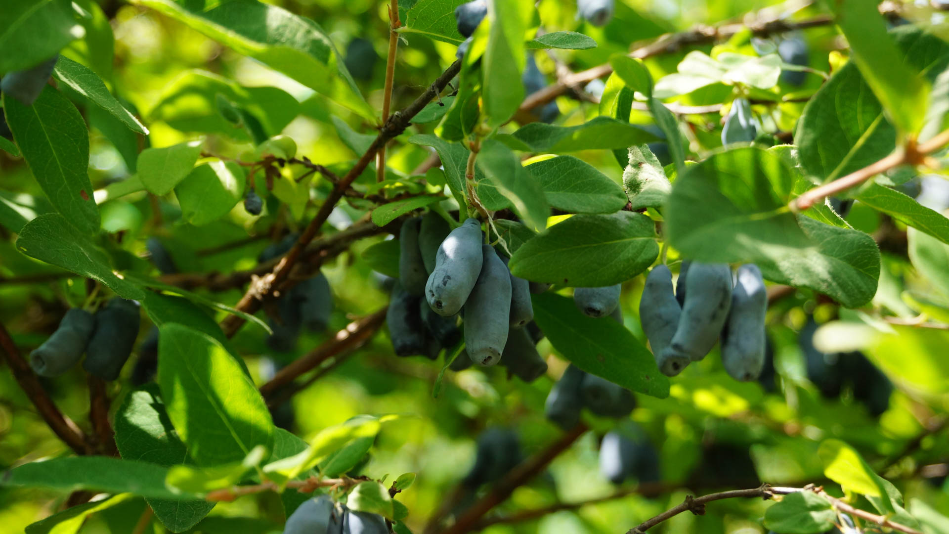 Culture de camerises