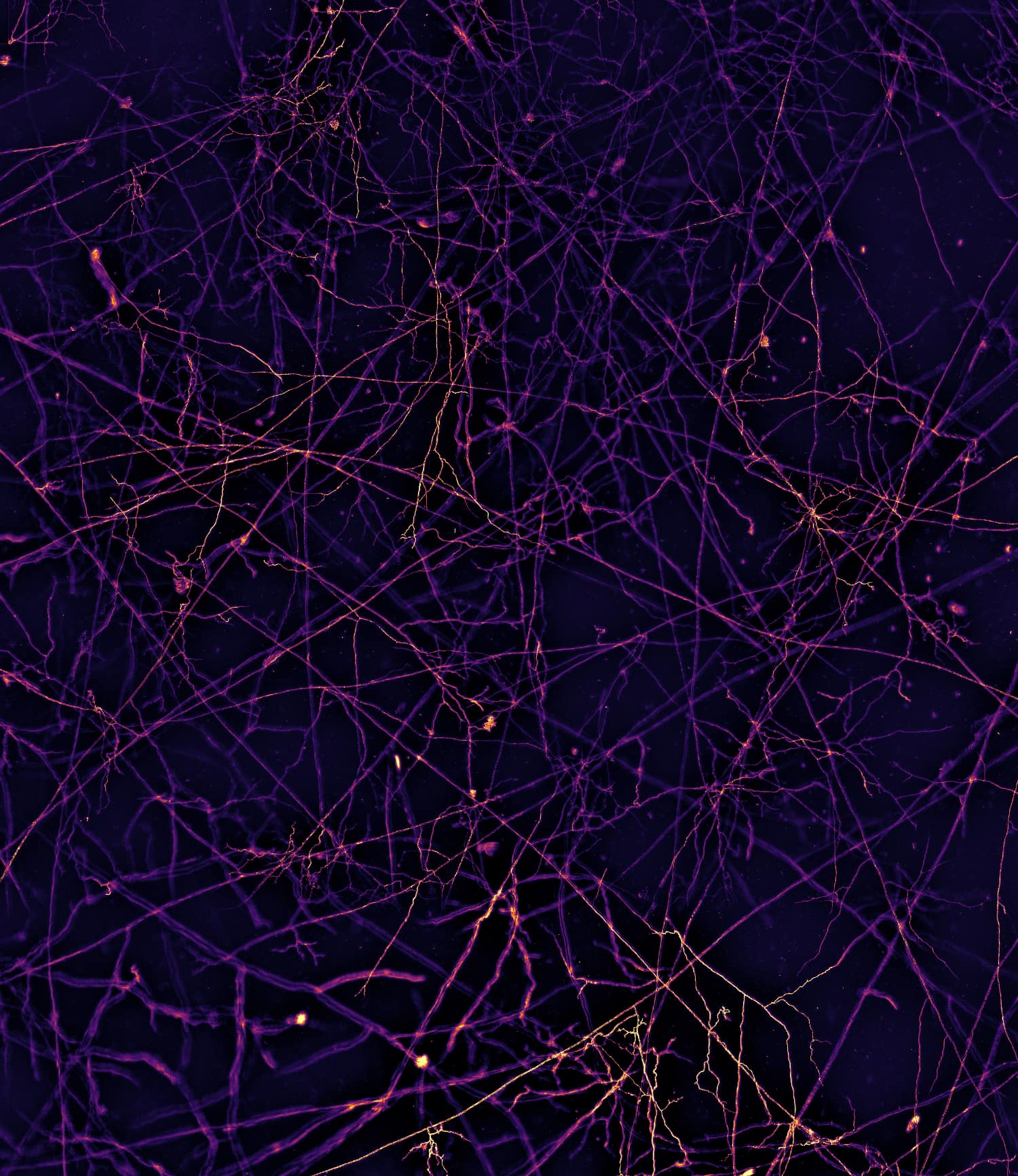 Mycorrhizal fungi