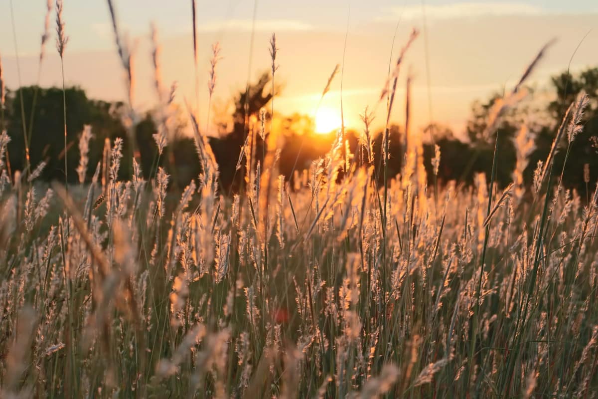 Prairies