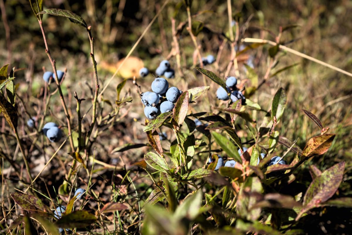 FUNGOS MICORRÍZICOS ERICOIDES