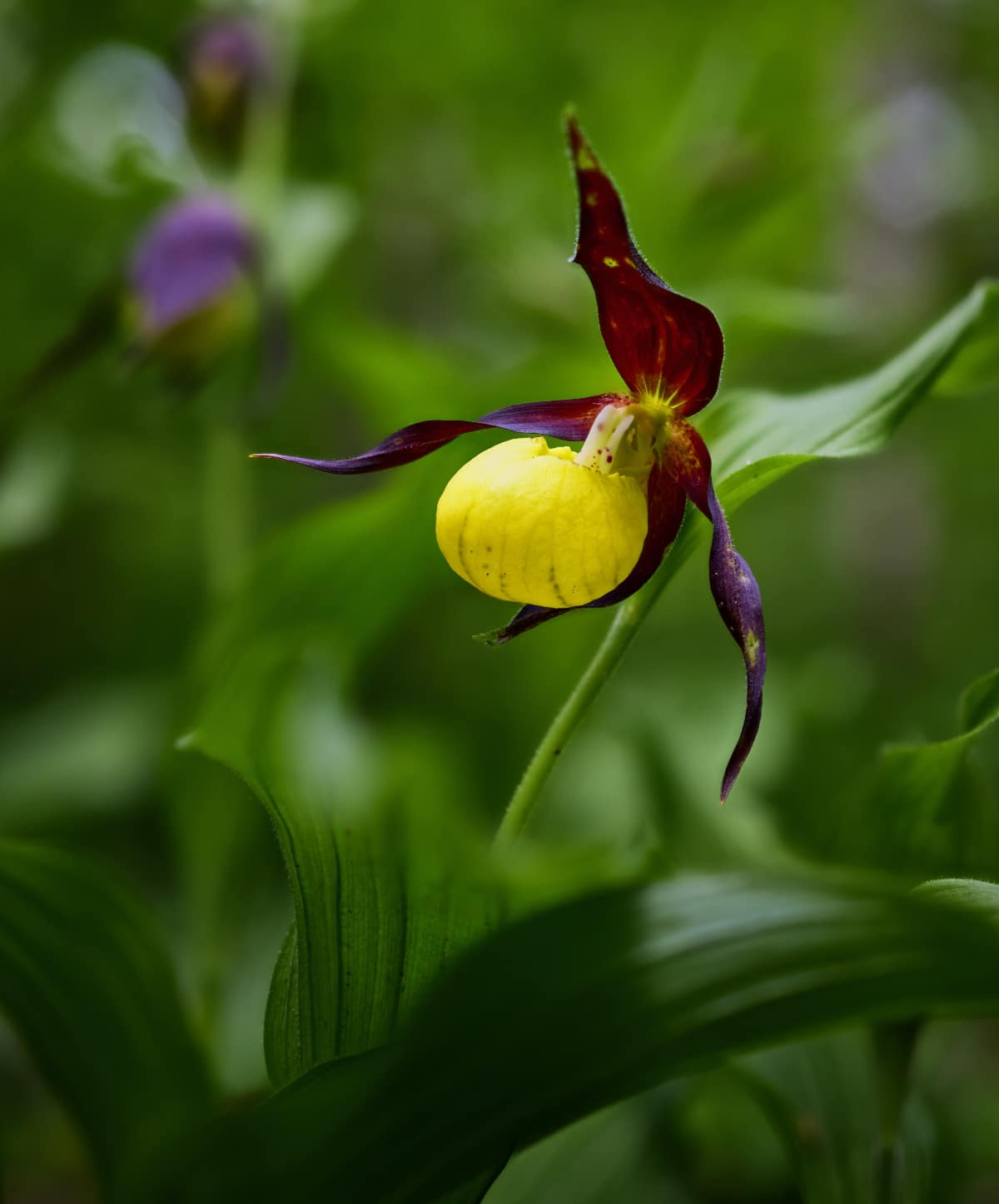 ORCHID MYCORRHIZAL FUNGI