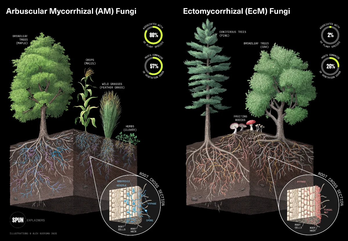 Illustration of AM vs EcM fungi