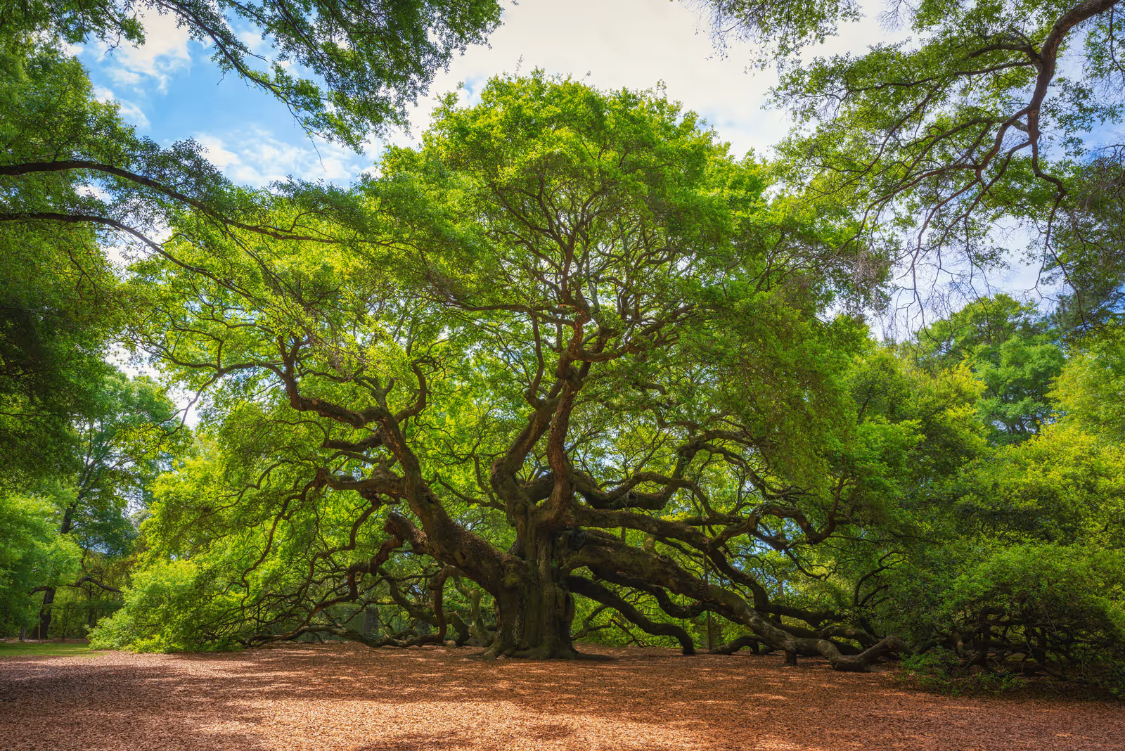 Angel Oak Tree on Johns Island.