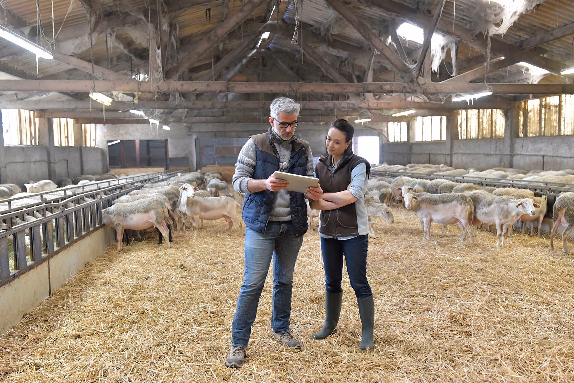 A man and woman standing in a barn with sheep, examining a tablet