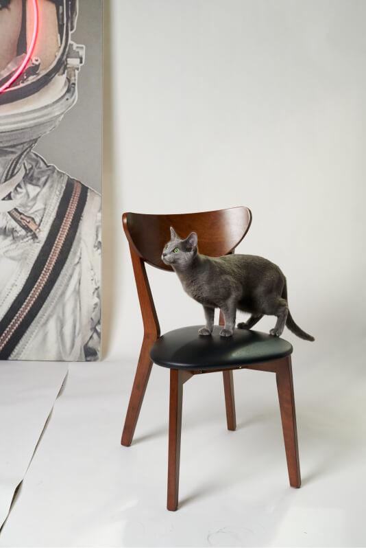 West's cat in a studio, standing on a chair