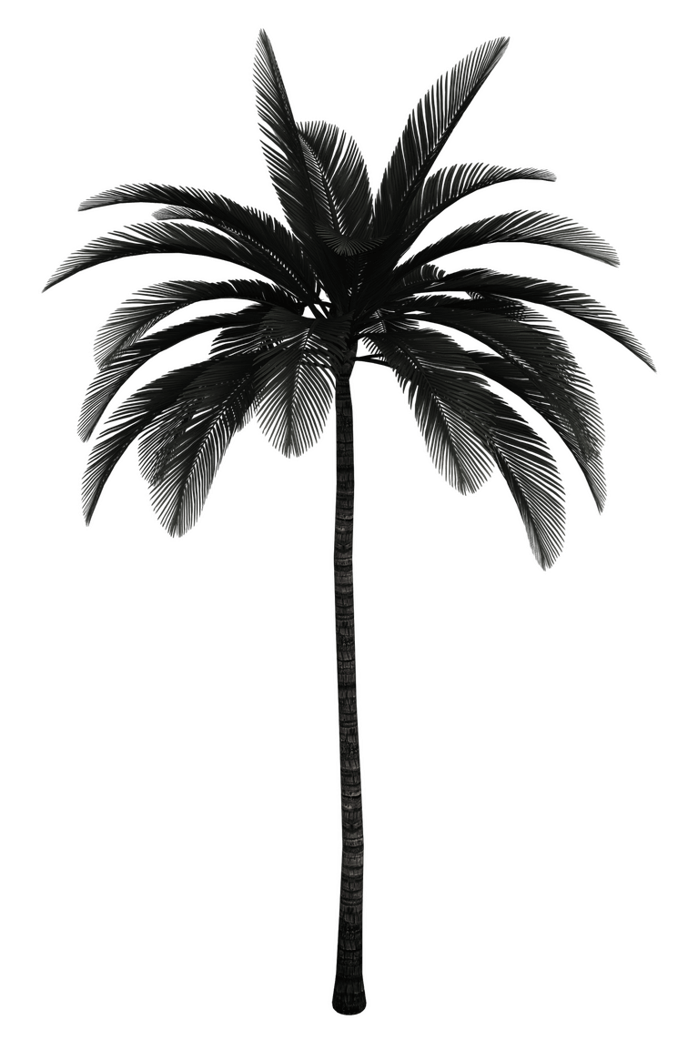 palm tree