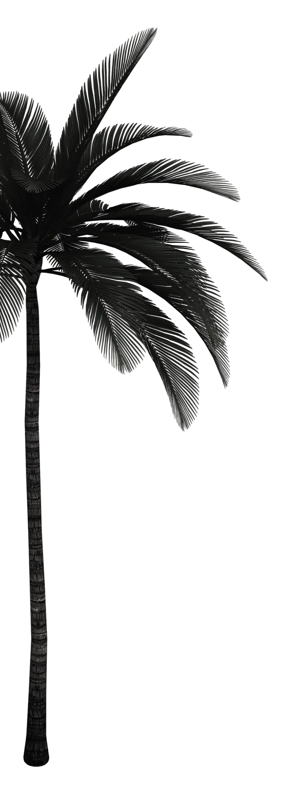 Palm tree