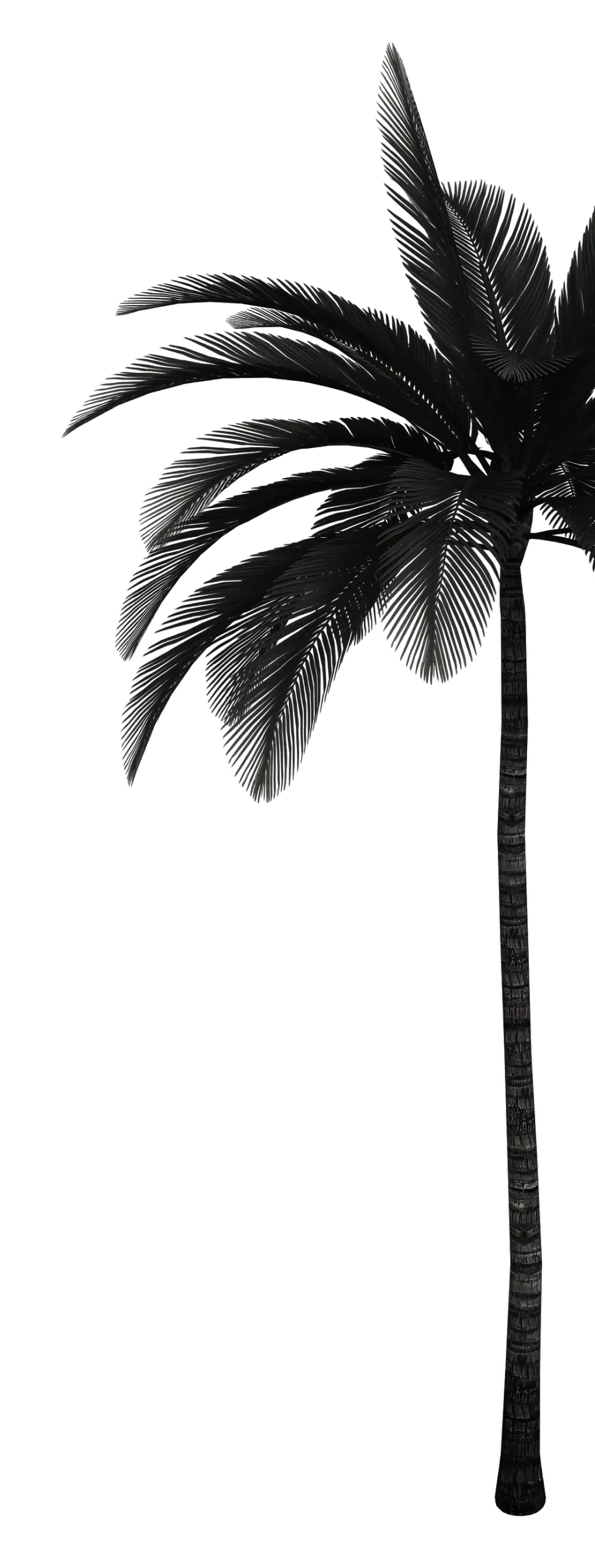 Palm tree