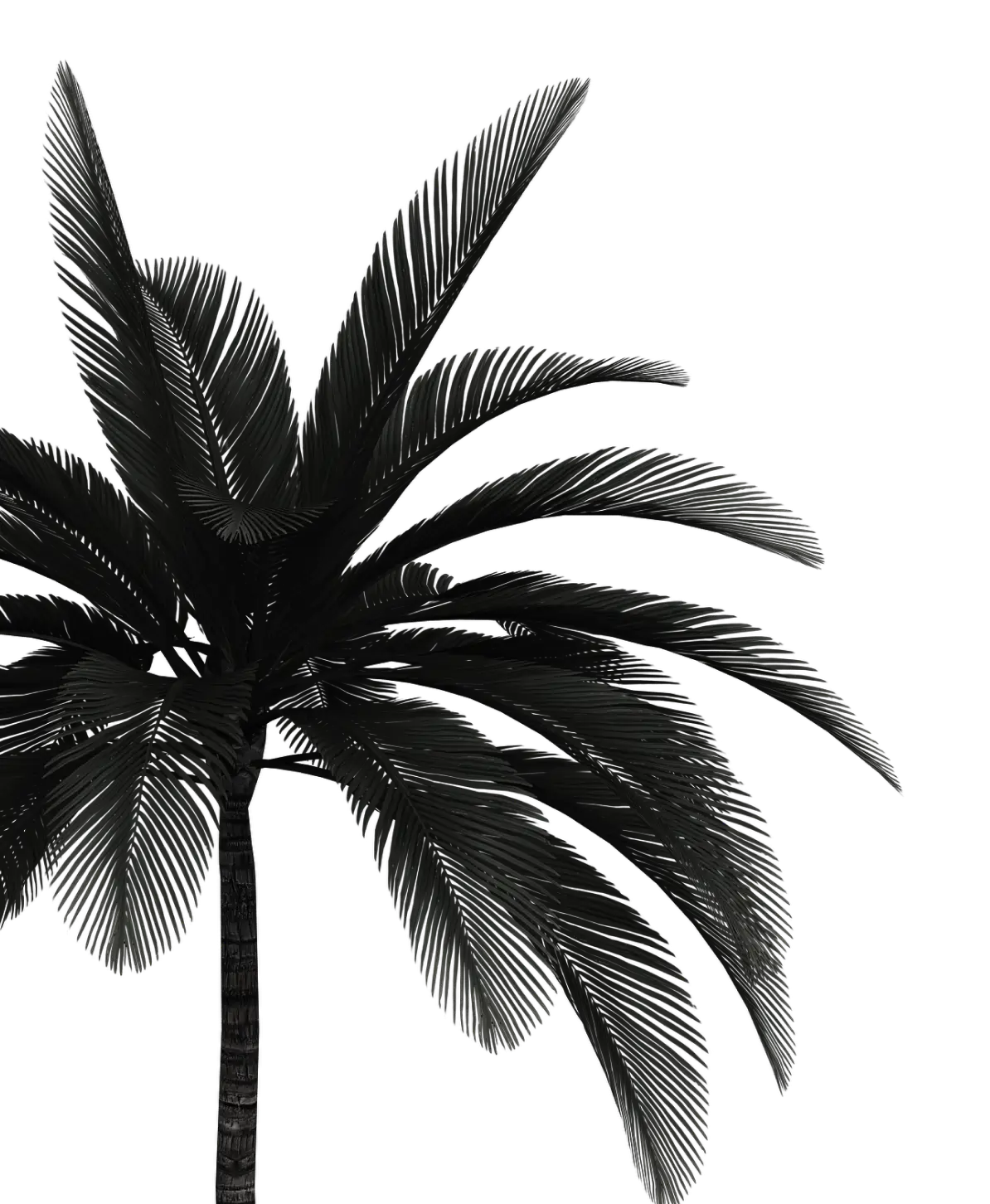 Palm tree