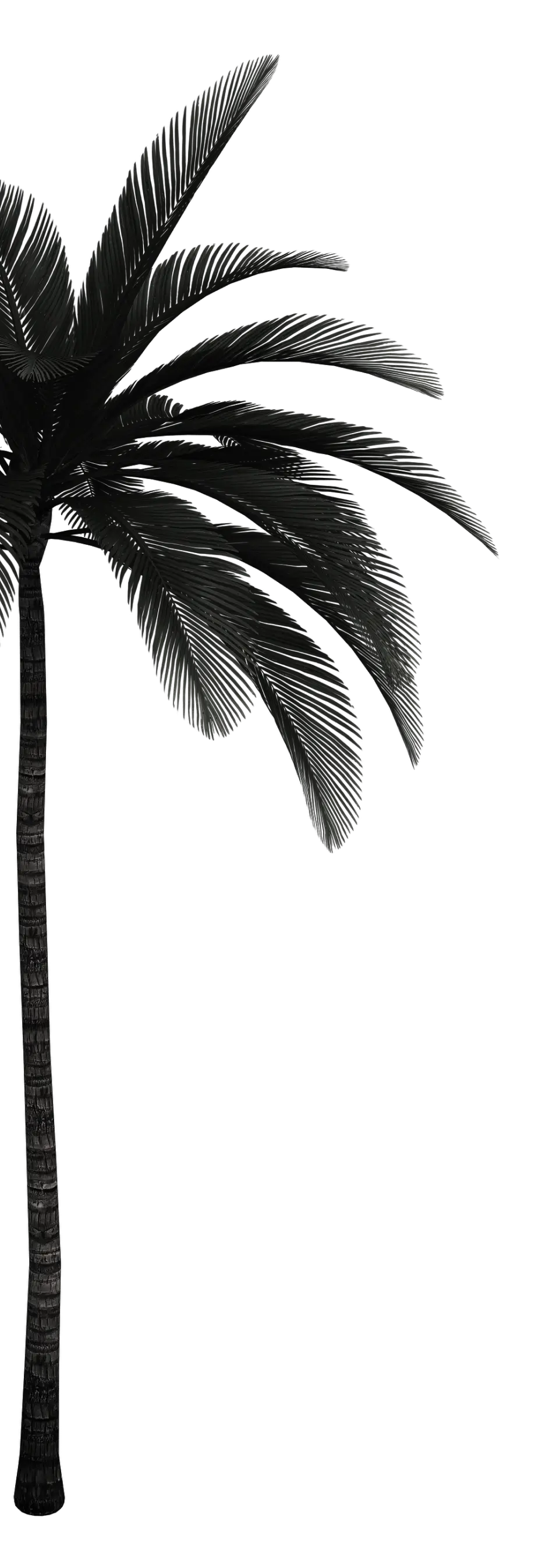 Palm tree