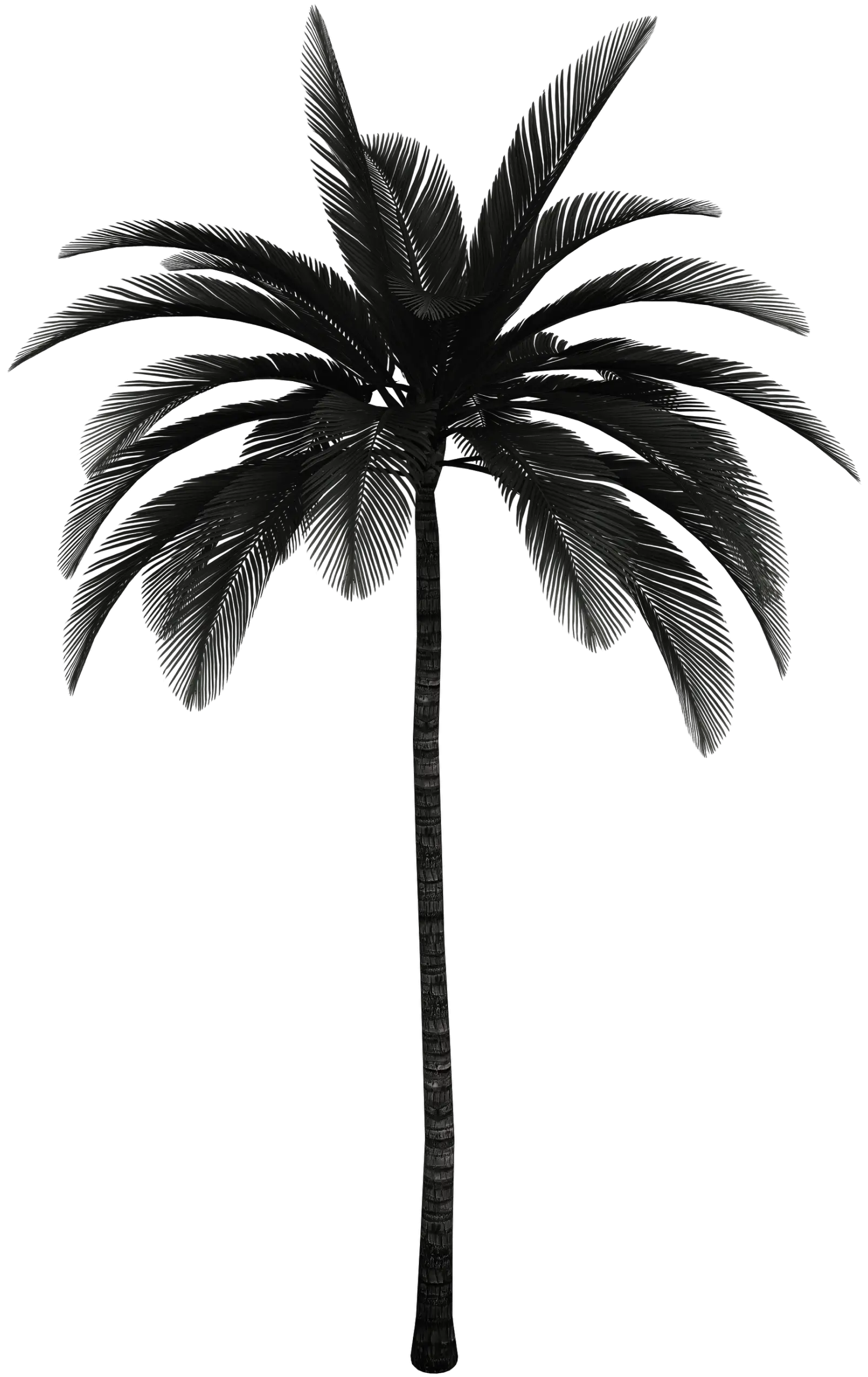 Palm tree
