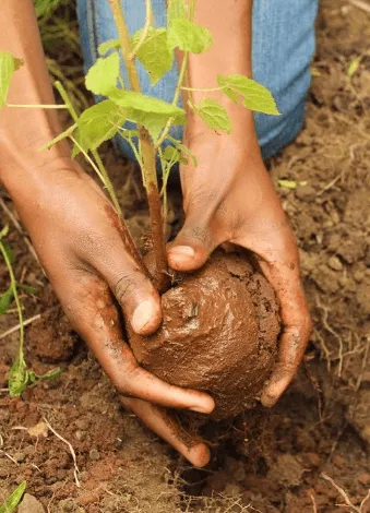 A group of people planting trees