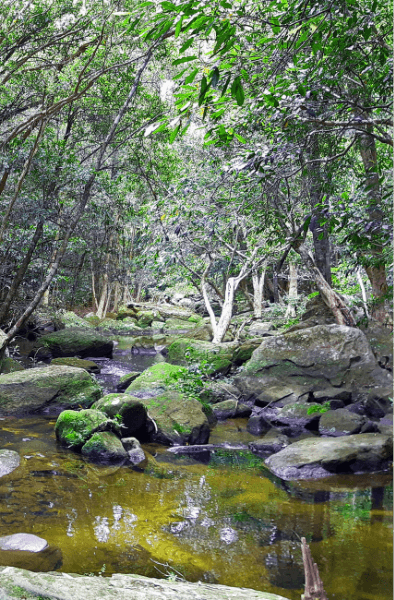 Hornsby Shire Location Shot