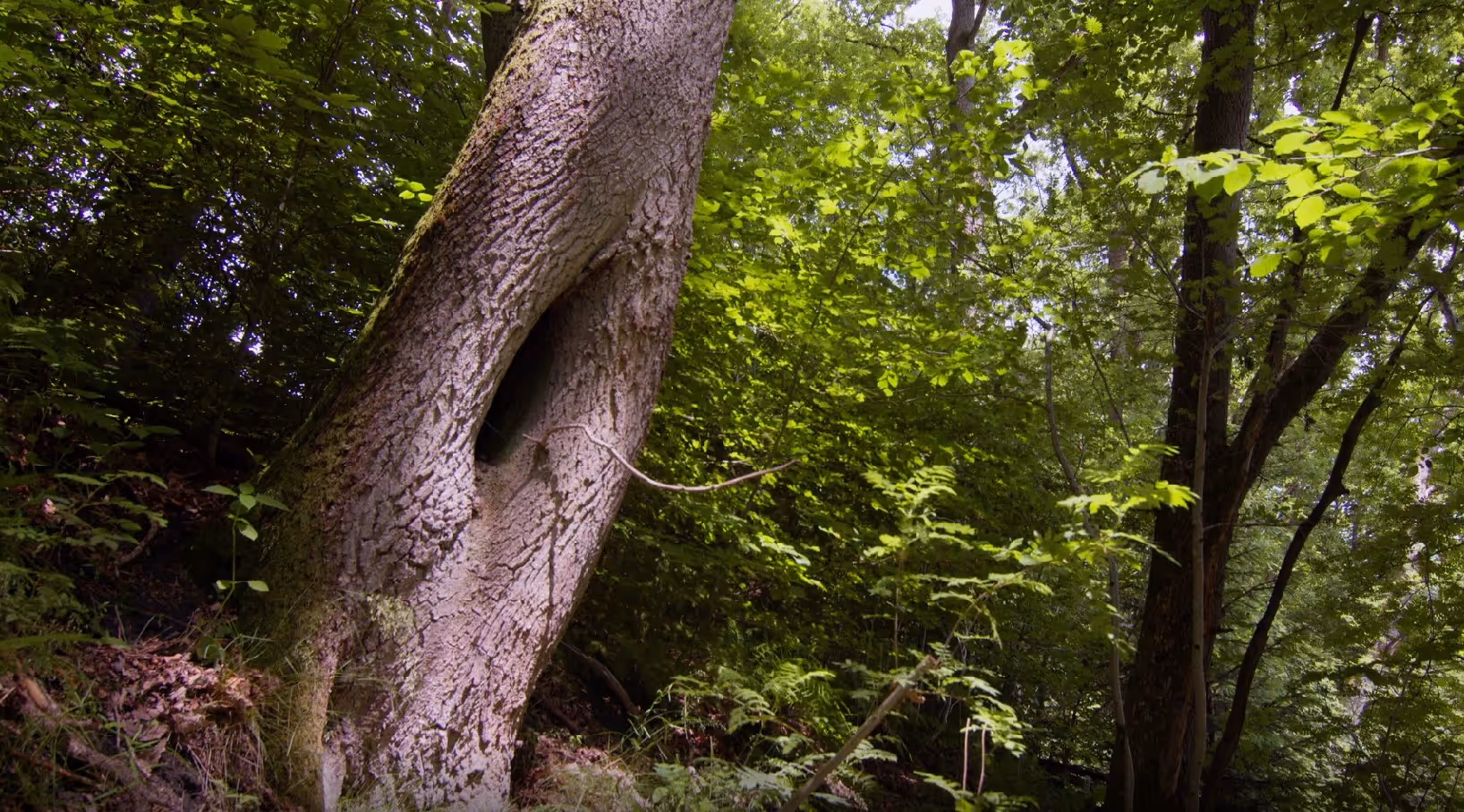 Photo de la réserve naturelle