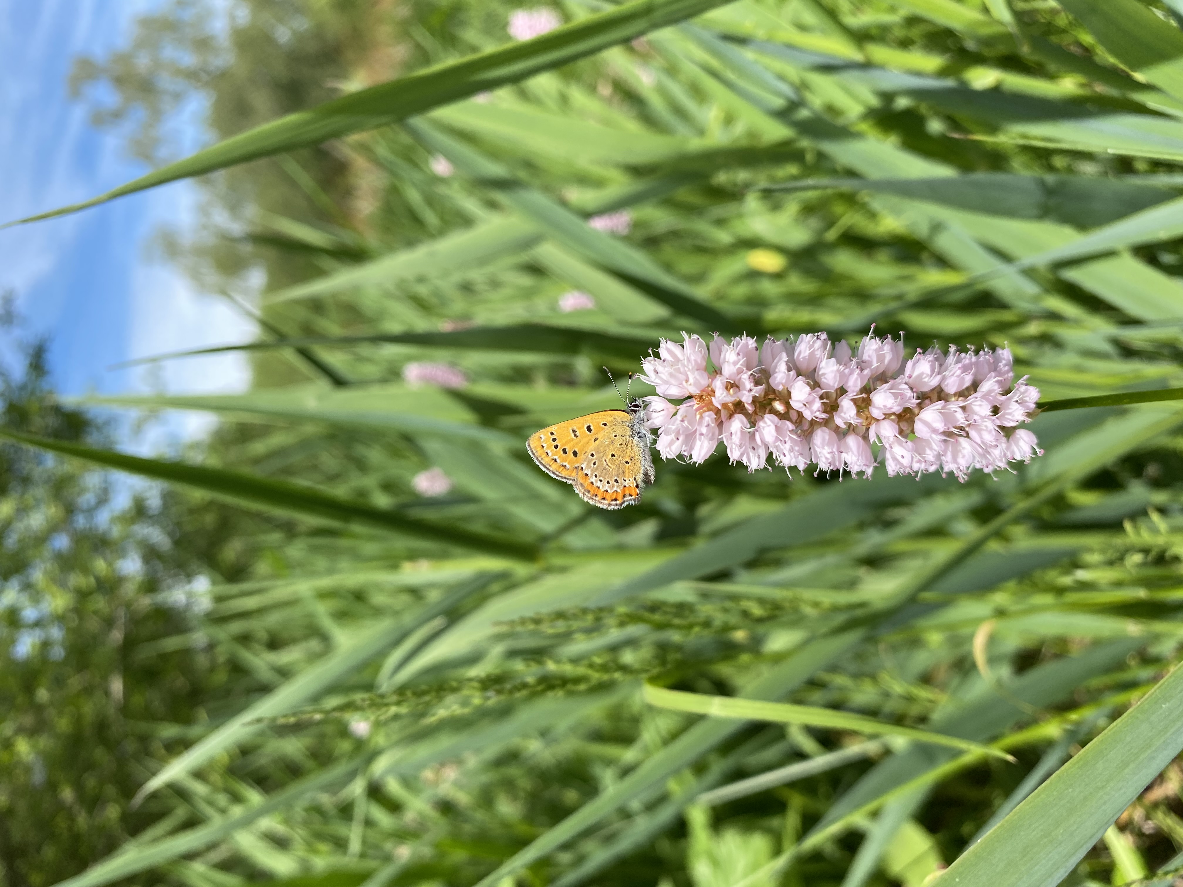 Appel à dons pour la lycaene helle
