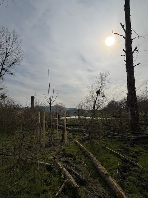 Plantation de Peuplier tremble