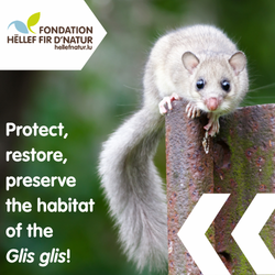 Aidons le loir gris (Glis glis)!