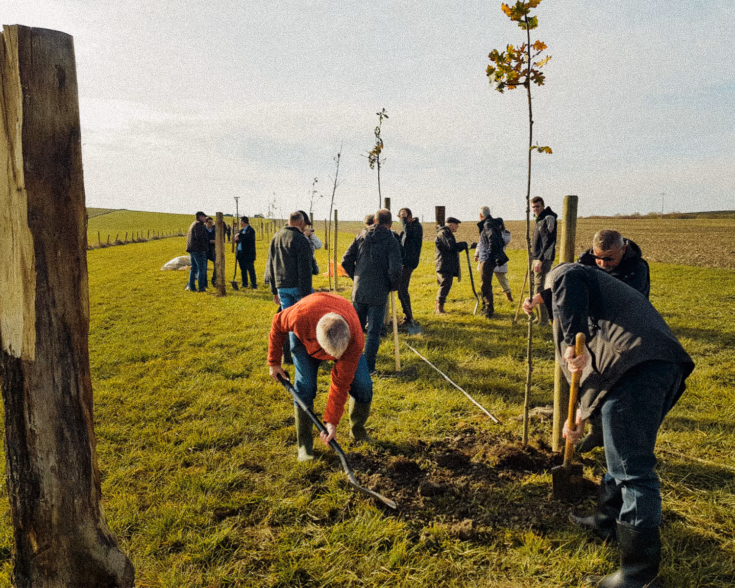 Group of people planting young trees in a grassy field on a clear day.