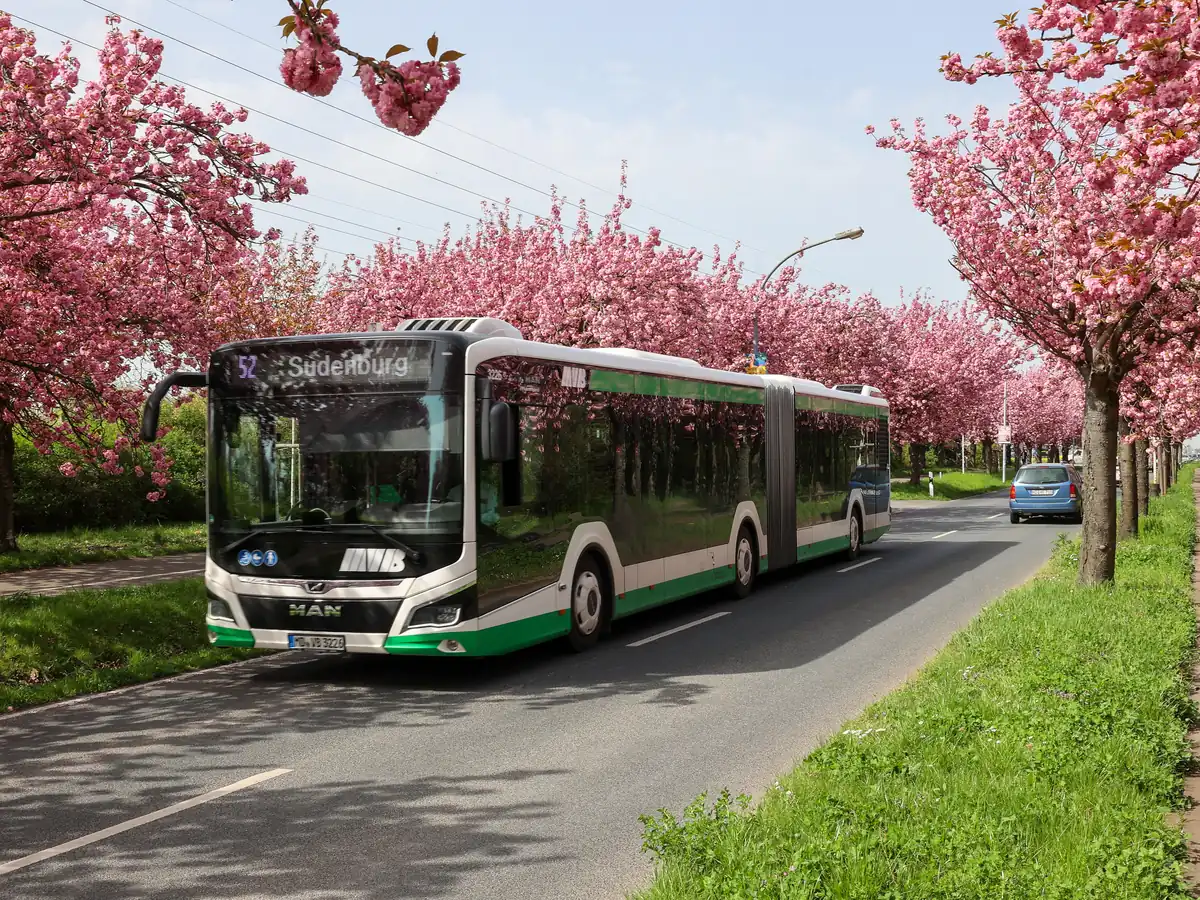 MVB-Gelenkbus der Linie 52 in Magdeburg