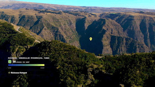 Simien Mountains - AM Mycorrhizal Fungi Richness