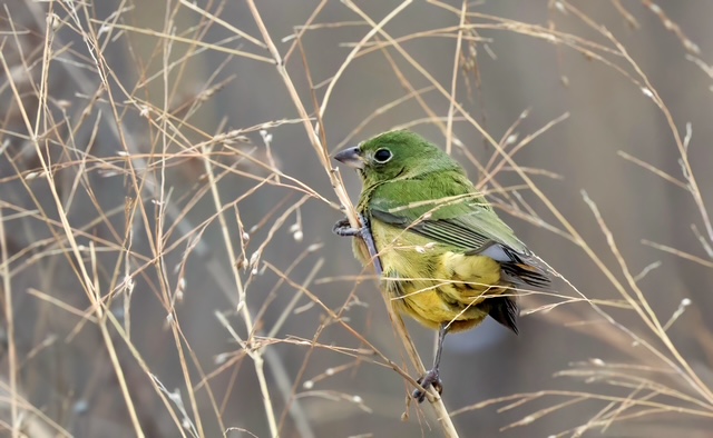 This month’s circle will be held on the Oct 2, at 7PM EST, instead of the second Friday, to honor the 5 year anniversary of the mass bird collision that took place on October 2, 2020, in Philadelphia. 1500 birds died in one morning that day.